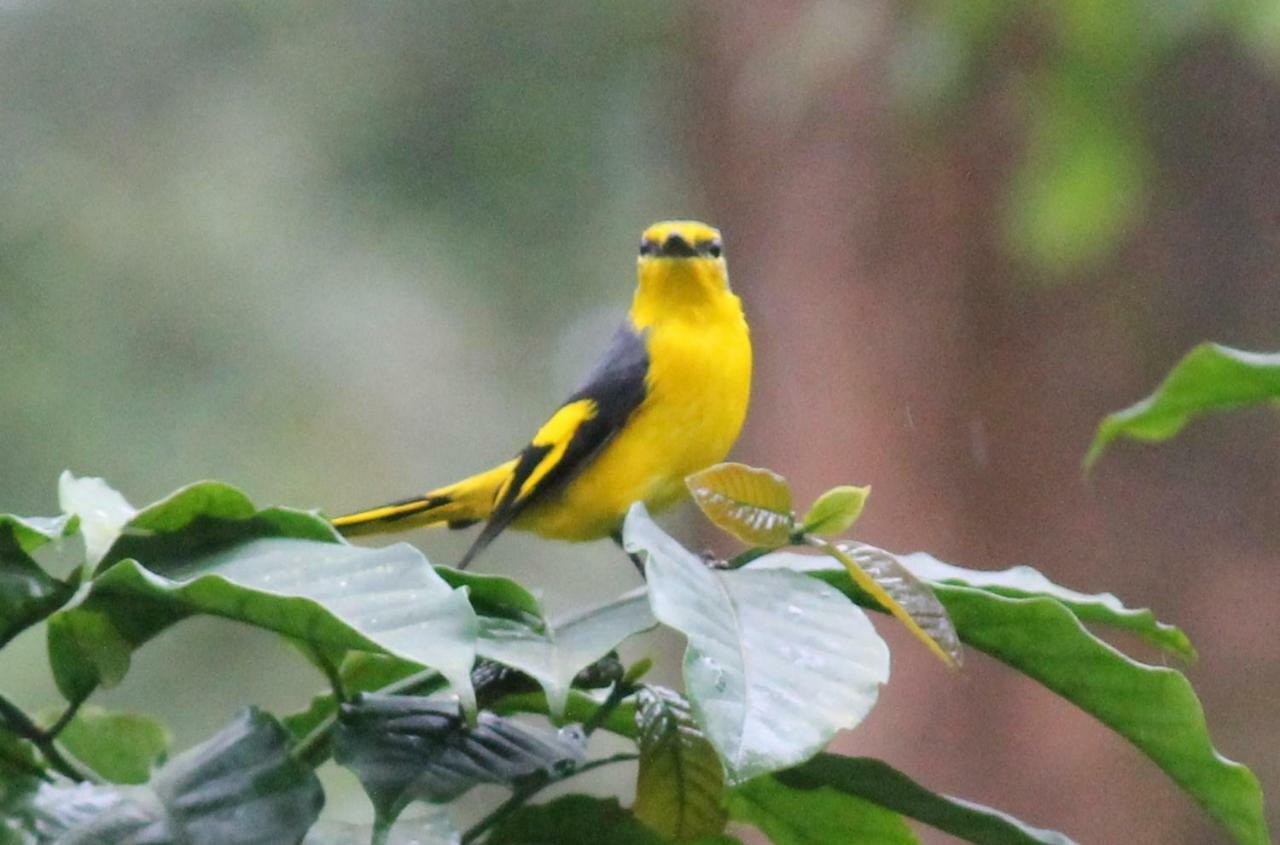 Woodside Homestay Wayanad Batheri Экстерьер фото