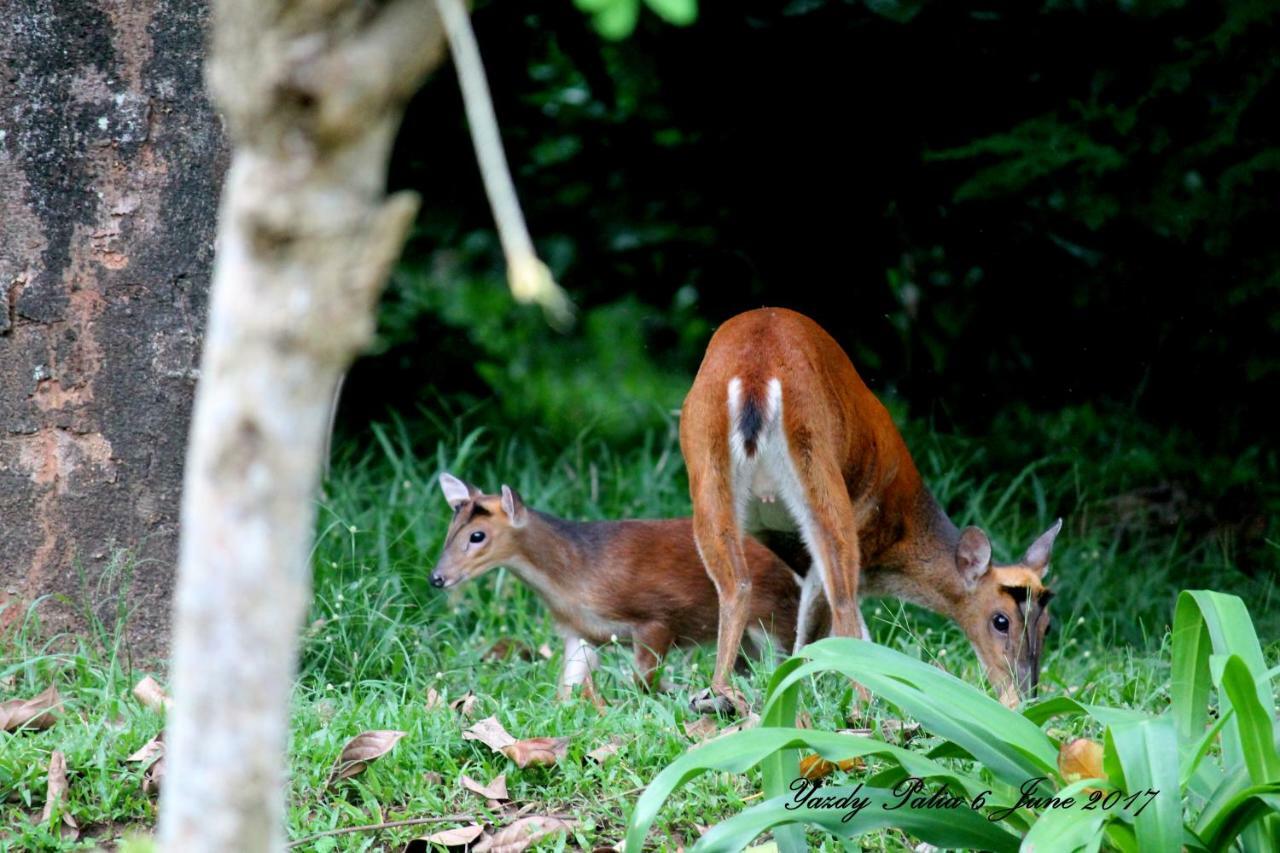 Woodside Homestay Wayanad Batheri Экстерьер фото