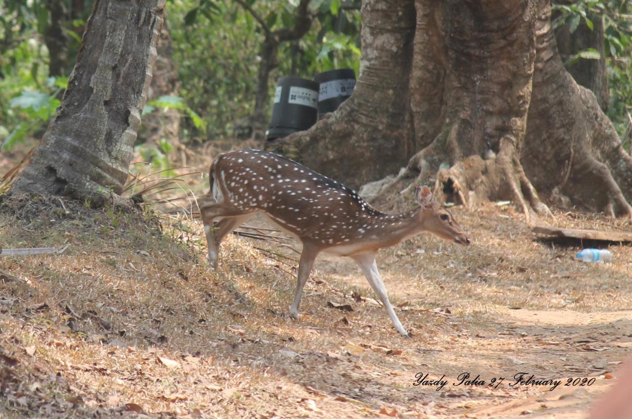 Woodside Homestay Wayanad Batheri Экстерьер фото