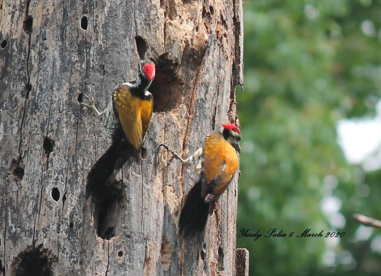 Woodside Homestay Wayanad Batheri Экстерьер фото