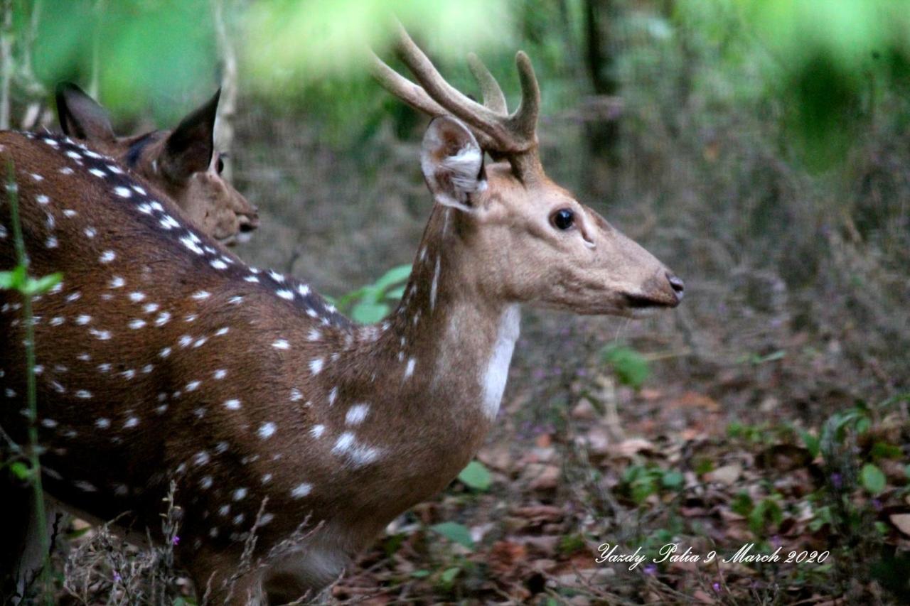 Woodside Homestay Wayanad Batheri Экстерьер фото