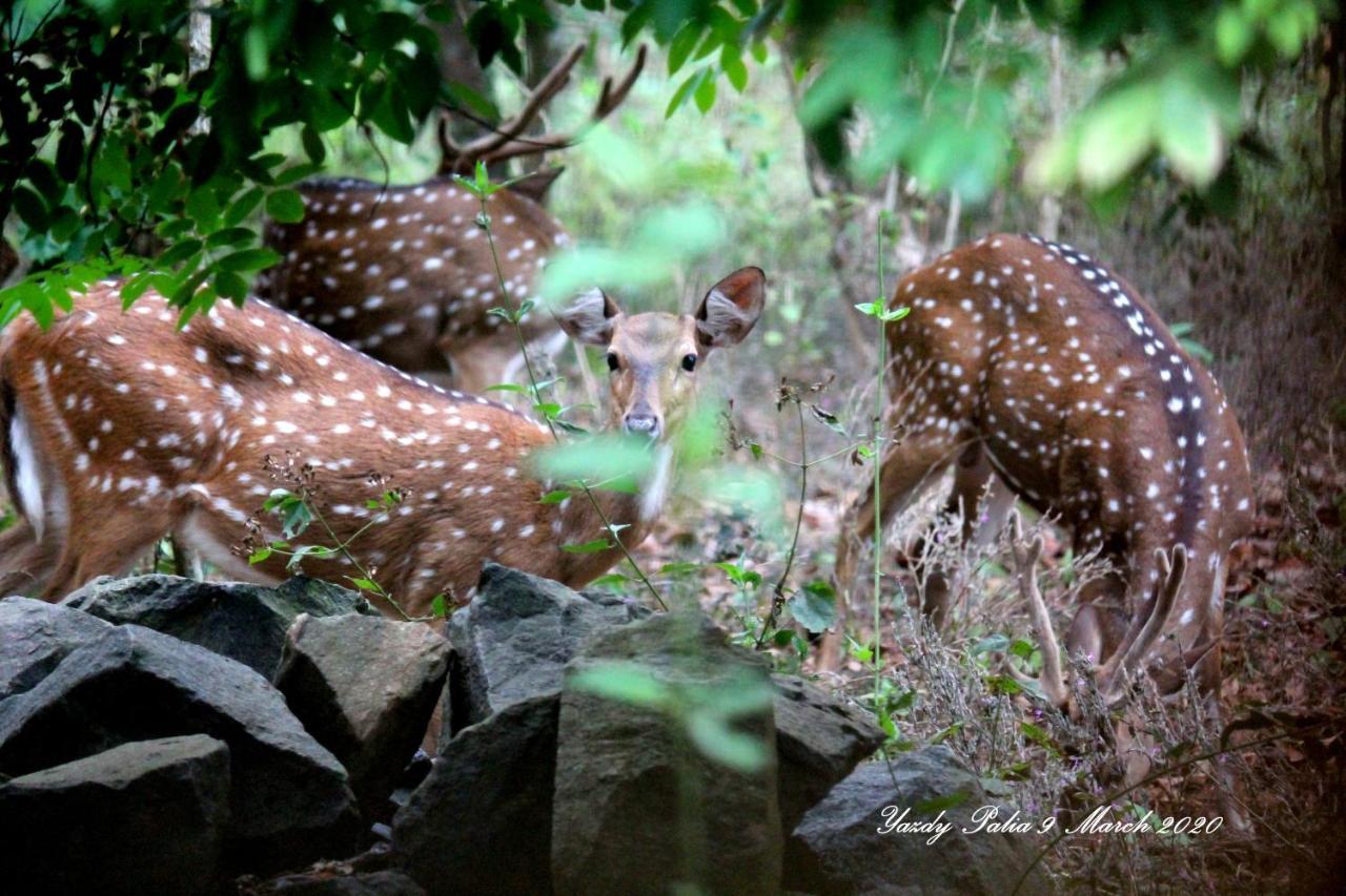 Woodside Homestay Wayanad Batheri Экстерьер фото